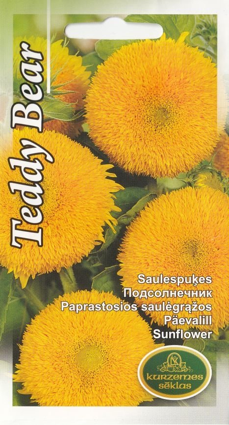 4750128414536 Saulespuķes Teddy Bear 2g